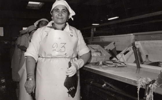 werkneemster van visfileerfabriek Diepvries Breskens, jaren 1980 – © Lieve Colruyt